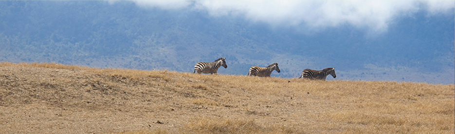 Wild Tracks Safari - About Us